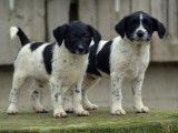 Chiots Epagneul crois&eacute;s Jack &agrave; vendre