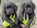 Chiots Labradors LOF sable ou noirs