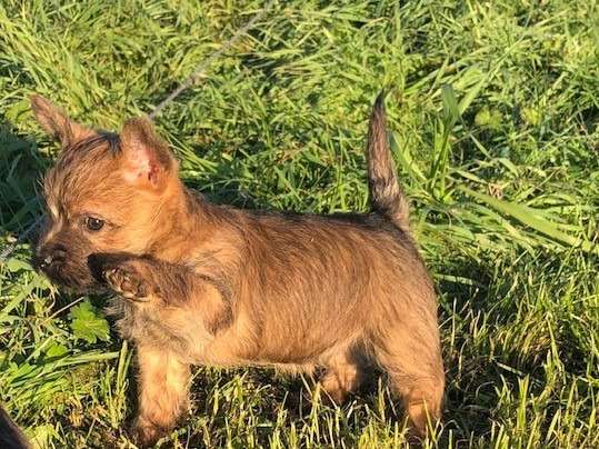 Chiots Cairn Terrier à vendre