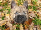 Chiots Cairn Terrier à vendre