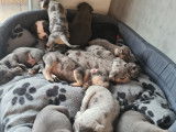 Chiots American Bullies à vendre (7 Femelles & 4 Mâles)