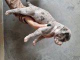 Chiots American Bullies à vendre (7 Femelles & 4 Mâles)
