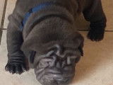 R&eacute;servation de 6 chiots Shar-Pe&iuml;s m&acirc;les (LOF)