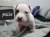 Chiots de type American Bully &agrave; vendre (2 femelles & 1 m&acirc;le)