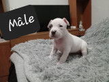 Chiots de type American Bully &agrave; vendre (2 femelles & 1 m&acirc;le)
