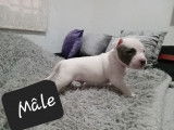 Chiots de type American Bully &agrave; vendre (2 femelles & 1 m&acirc;le)