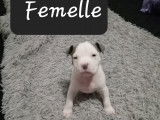 Chiots de type American Bully &agrave; vendre (2 femelles & 1 m&acirc;le)