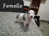 Chiots de type American Bully &agrave; vendre (2 femelles & 1 m&acirc;le)