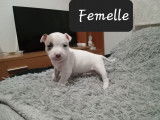 Chiots de type American Bully &agrave; vendre (2 femelles & 1 m&acirc;le)