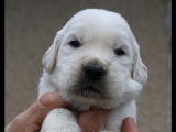 À réserver : 5 chiots Golden Retrievers sables (LOF)