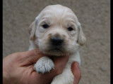 À réserver : 5 chiots Golden Retrievers sables (LOF)