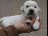 À réserver : 5 chiots Golden Retrievers sables (LOF)
