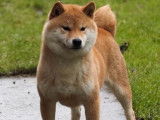 Chiot Shiba Inu mâle fauve (LOF) à vendre