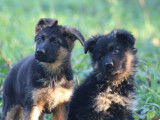 Vente de chiots Bergers Allemands noir et fauve bringé (LOF)
