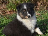 Vente de chiots Bergers des Shetlands tricolores (LOF)