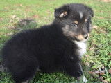 Vente de chiots Bergers des Shetlands tricolores (LOF)