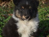 Vente de chiots Bergers des Shetlands tricolores (LOF)