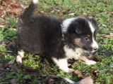Vente de chiots Bergers des Shetlands tricolores (LOF)
