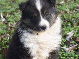 Vente de chiots Bergers des Shetlands tricolores (LOF)