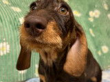 À vendre : chiot Teckel nain femelle de couleur marron chocolat (LOF)