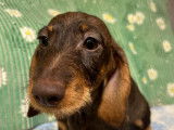 À vendre : chiot Teckel nain femelle de couleur marron chocolat (LOF)