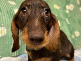 À vendre : chiot Teckel nain femelle de couleur marron chocolat (LOF)