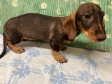À vendre : chiot Teckel nain femelle de couleur marron chocolat (LOF)