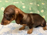 À vendre : chiot Teckel nain femelle de couleur marron chocolat (LOF)