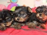 Vente de 3 chiots Yorkshire Terriers mâles noir et feu (LOF)