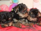 Vente de 3 chiots Yorkshire Terriers mâles noir et feu (LOF)