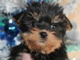 Vente de 3 chiots Yorkshire Terriers mâles noir et feu (LOF)