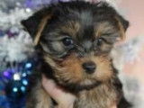 Vente de 3 chiots Yorkshire Terriers mâles noir et feu (LOF)
