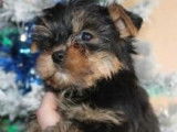 Vente de 3 chiots Yorkshire Terriers mâles noir et feu (LOF)