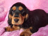 2 chiots Cockers Anglais LOF à vendre