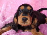 2 chiots Cockers Anglais LOF à vendre