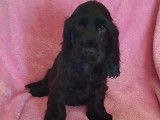 2 chiots Cockers Anglais LOF à vendre