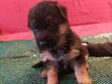 4 chiots femelles Bergers Allemands LOF à réserver