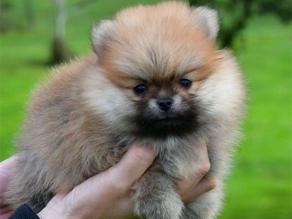À vendre : 3 chiots Spitz Nain Pomeranians LOF