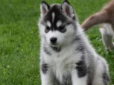 8 chiots Husky de Sibérie LOF disponible à la vente