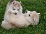 8 chiots Husky de Sibérie LOF disponible à la vente