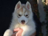 8 chiots Husky de Sibérie LOF disponible à la vente