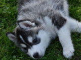 8 chiots Husky de Sibérie LOF disponible à la vente