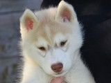 8 chiots Husky de Sibérie LOF disponible à la vente