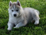 8 chiots Husky de Sibérie LOF disponible à la vente