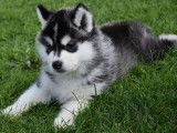 8 chiots Husky de Sibérie LOF disponible à la vente
