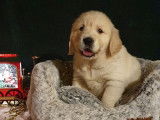 À vendre : 5 chiots Golden Retrievers LOF
