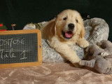 À vendre : 5 chiots Golden Retrievers LOF