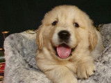 À vendre : 5 chiots Golden Retrievers LOF
