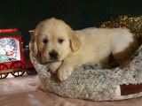À vendre : 5 chiots Golden Retrievers LOF