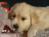 À vendre : 5 chiots Golden Retrievers LOF